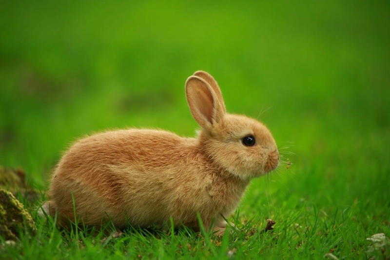 Sáng tạo với ảnh con thỏ làm avatar siêu dễ thương