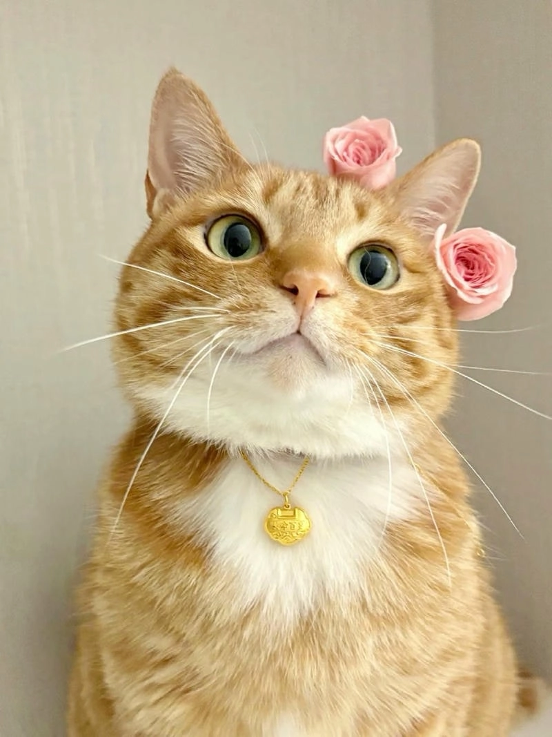 Trang trí mạng xã hội với avatar động vật chibi xinh xắn