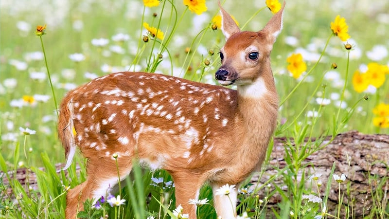 Tạo phong cách riêng với avatar động vật ngầu ấn tượng