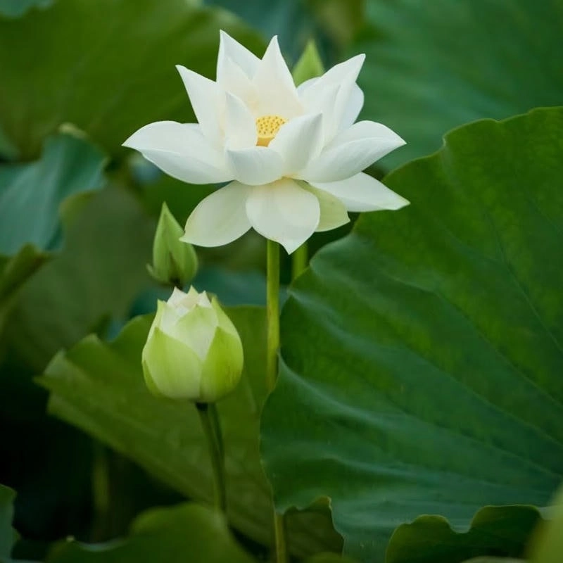 Hướng dẫn tạo avatar Facebook nhanh và dễ dàng