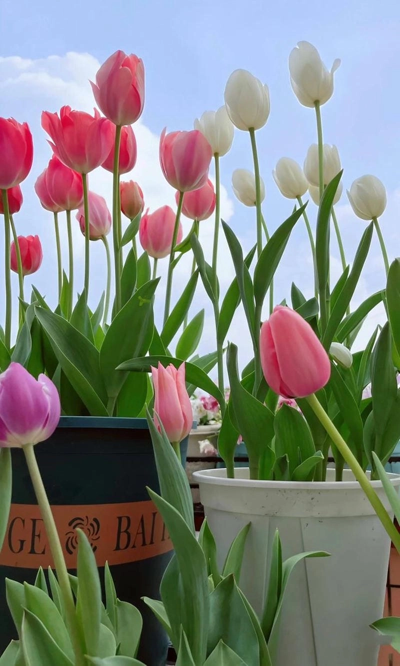 Khám phá vẻ đẹp hoa tulip Đà Lạt tươi mới và dịu dàng