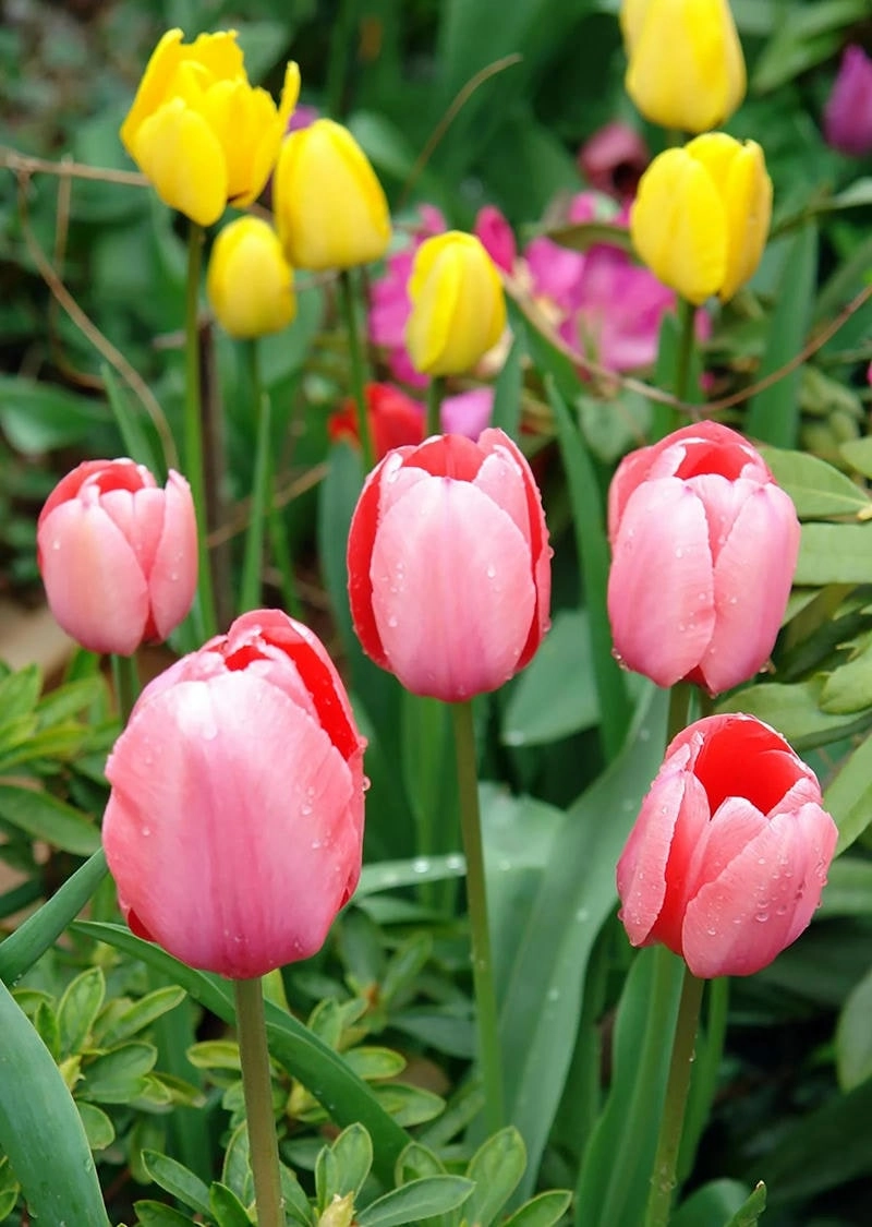 Tạo điểm nhấn mới với hình nền avatar hoa tulip rực rỡ