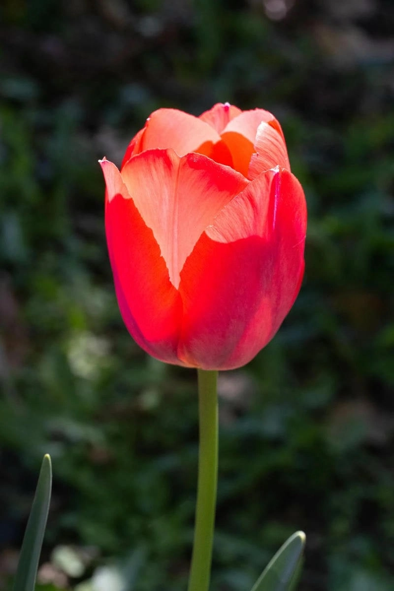 Cảm nhận thư giãn với avatar hoa tulip chill phong cách nhẹ nhàng