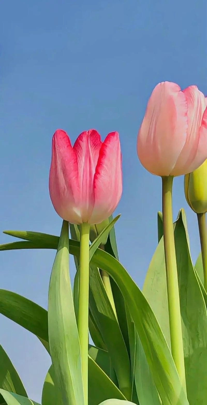 Tô điểm mạng xã hội bằng avatar hoa tulip đẹp cực ấn tượng