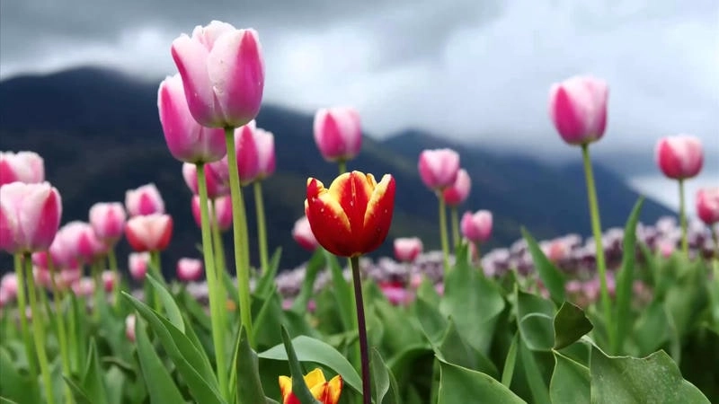 Mang sự ngọt ngào với avatar hoa tulip hồng đầy dễ thương