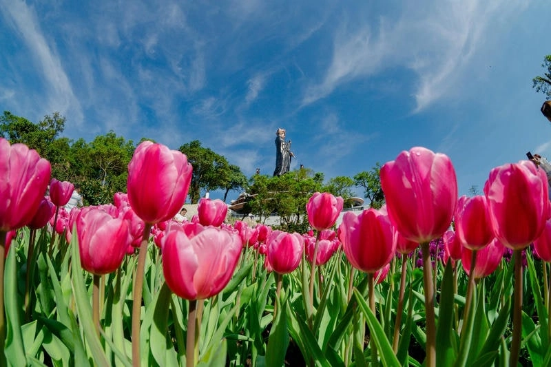 Chọn avatar hoa tulip cute siêu dễ thương và nổi bật