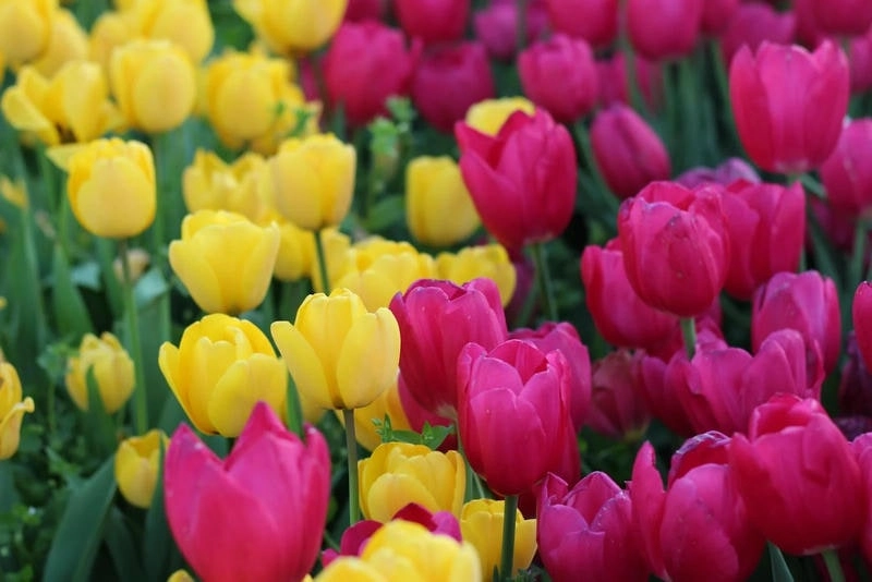 Thể hiện sáng tạo với avatar hoa tulip vẽ đầy nghệ thuật