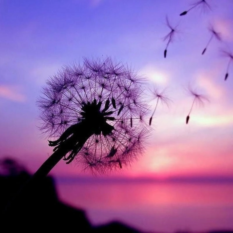 Khám phá màu tím huế đẹp và tinh tế