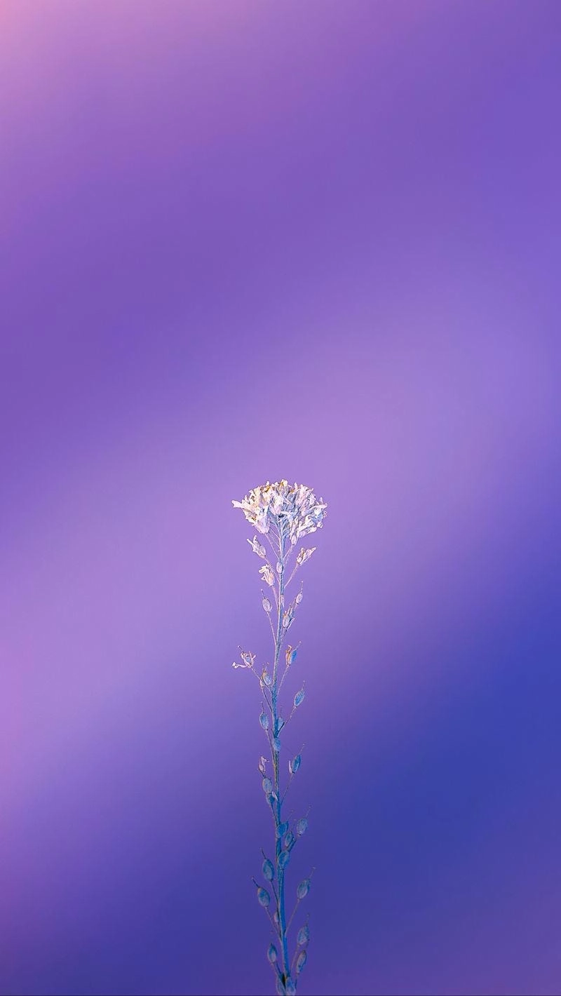 Bộ sưu tập avatar màu tím nữ xinh đẹp cá tính