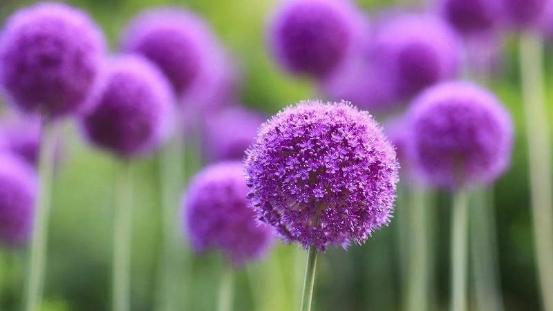 Tải hình nền avatar màu tím cute dễ thương