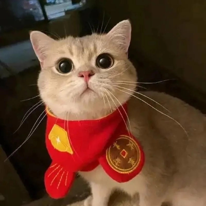 Tìm về avatar tết meme đáng yêu