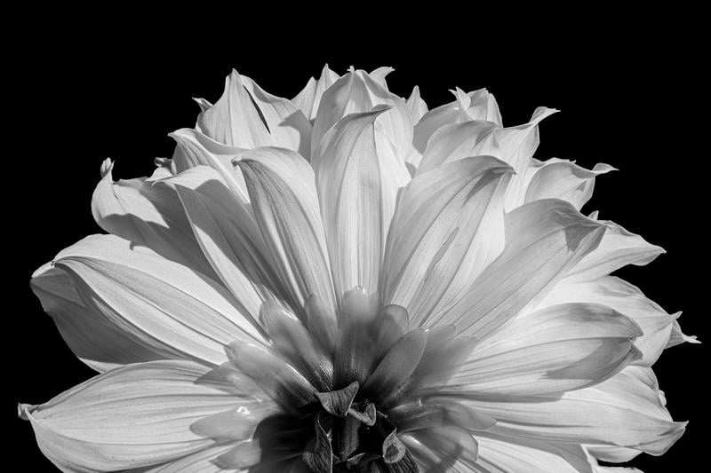 Thể hiện cá tính mạnh mẽ qua avatar trắng đen độc lạ