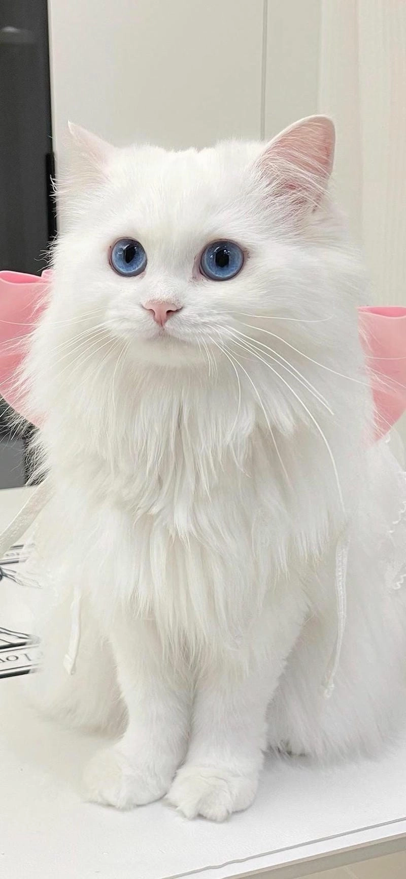 Sự thuần khiết và hiện đại trong avatar trắng mặc định