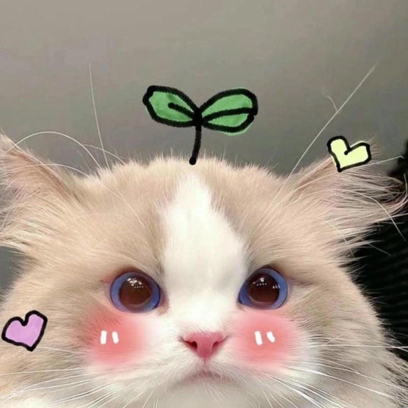 Tìm về avt meme mới nhất