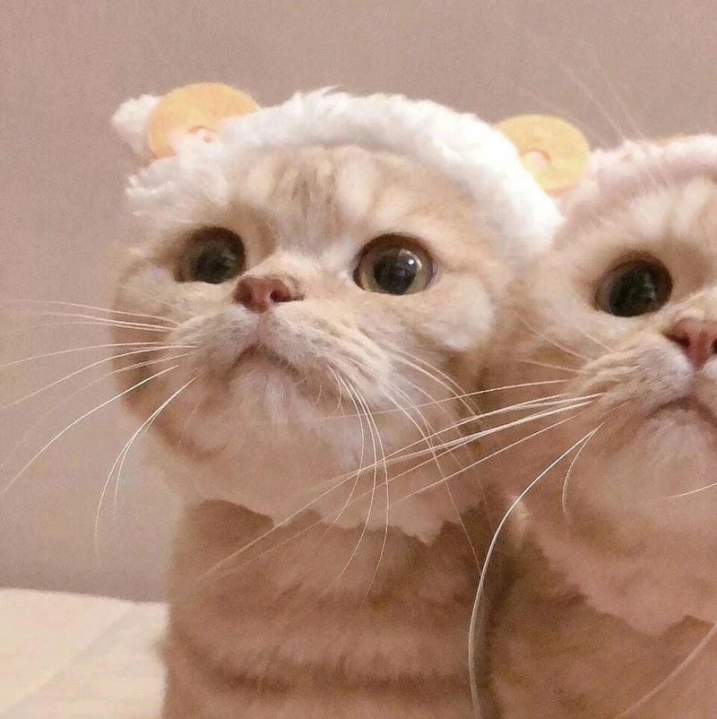 Săn lùng những khoảnh khắc avt meme buồn