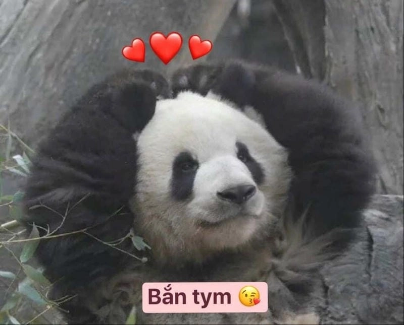 Tìm về bắn tim meme đáng yêu