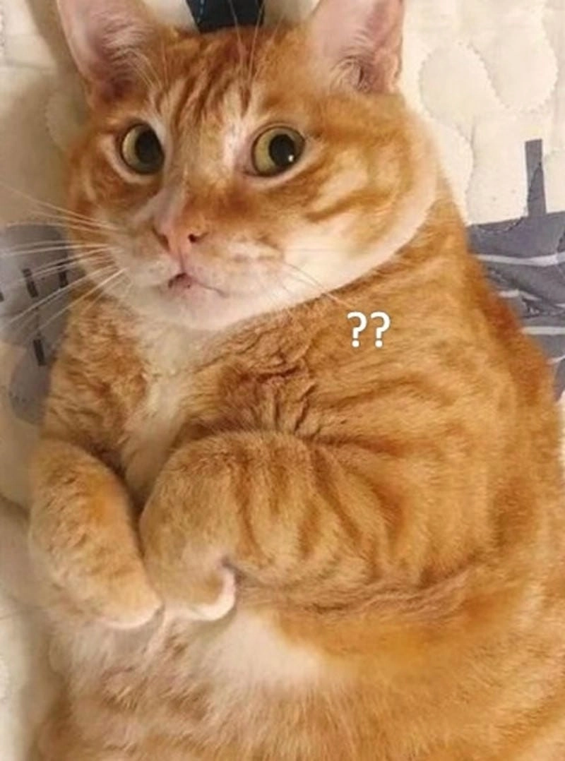 Gợi ý những bức bất ngờ meme độc đáo