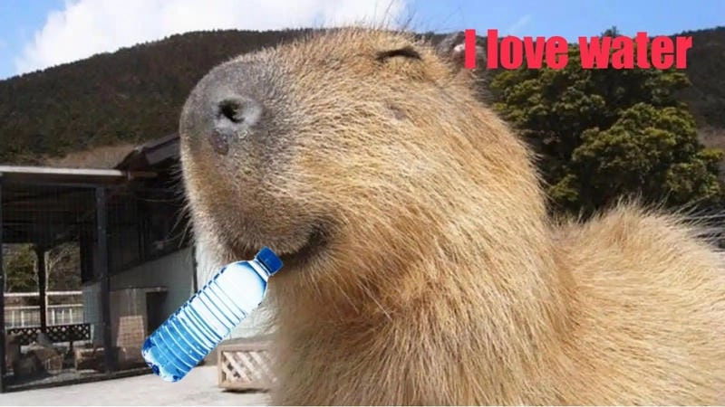 Thức dậy cùng những hình capybara meme dễ thương