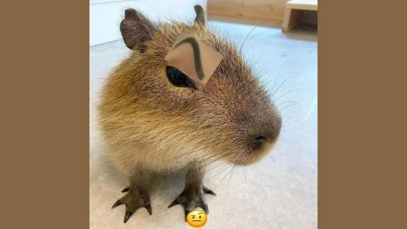 Khám phá những bức ảnh capybara meme hài hước