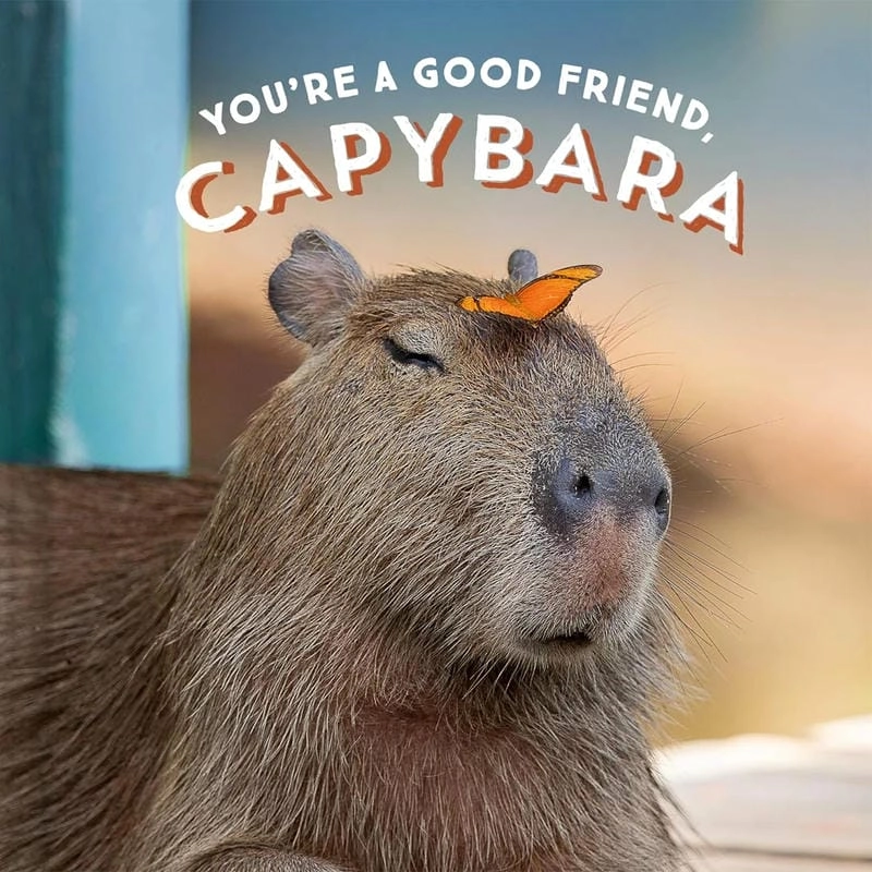 Lạc lối trong capybara meme giải trí