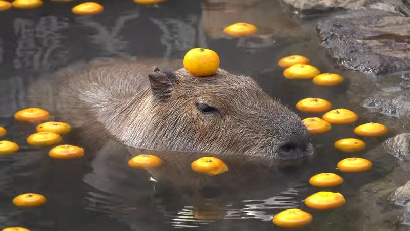 Lạc lối trong thế giới capybara meme vui nhộn