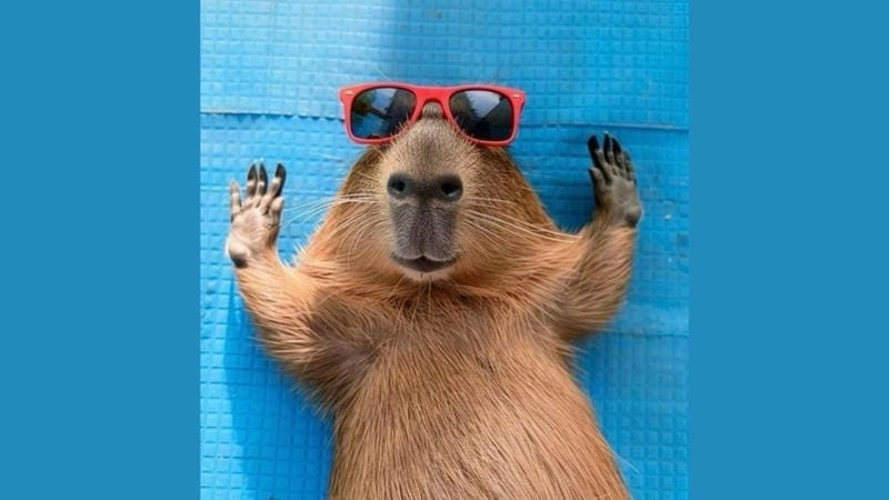 Gợi ý những bức capybara meme cute