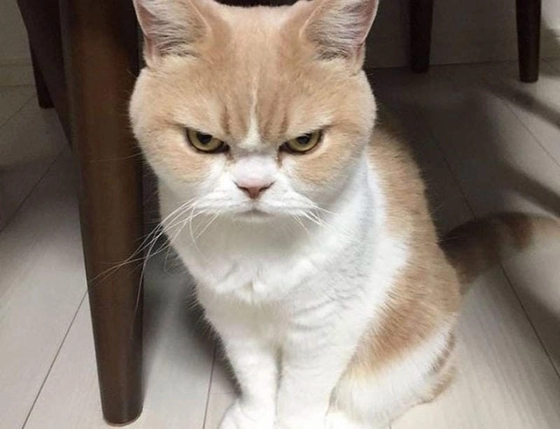 Lạc lối trong meme cay viral