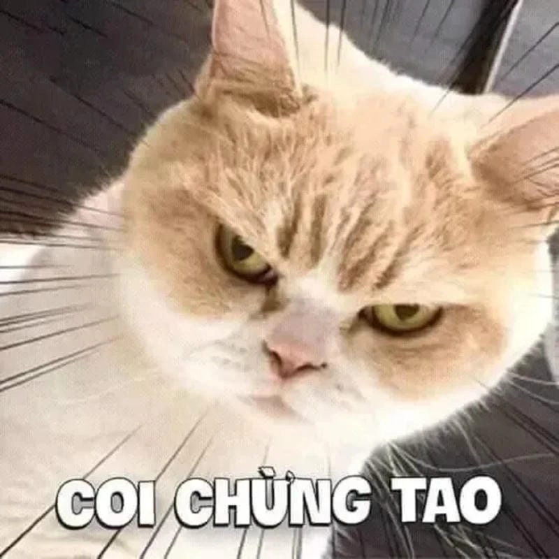 Cùng cười với những hình ảnh cay meme