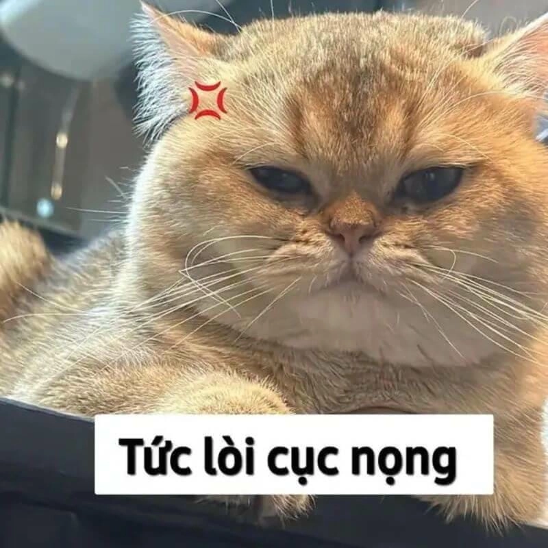 Sưu tầm những bức meme cay mới nhất