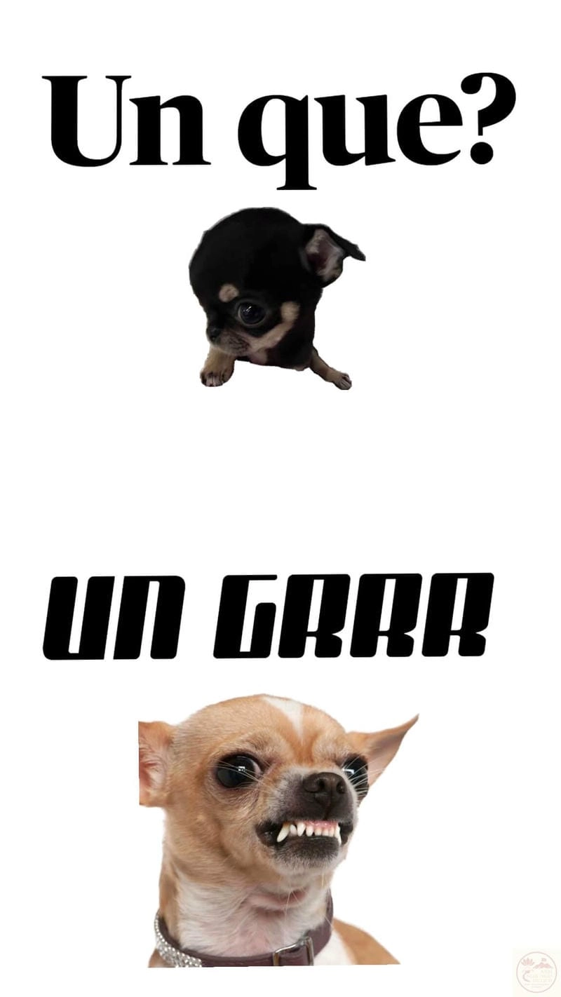 Khám phá những bức ảnh chihuahua meme hài hước