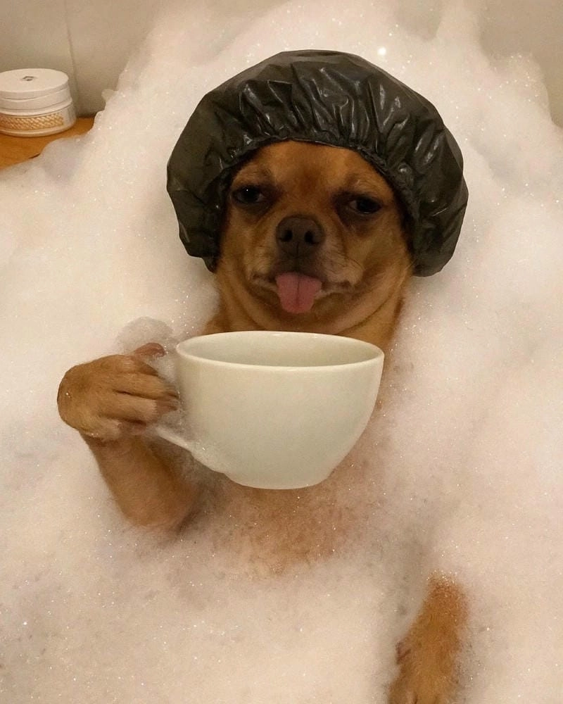 Cùng du ngoạn chihuahua meme reaction