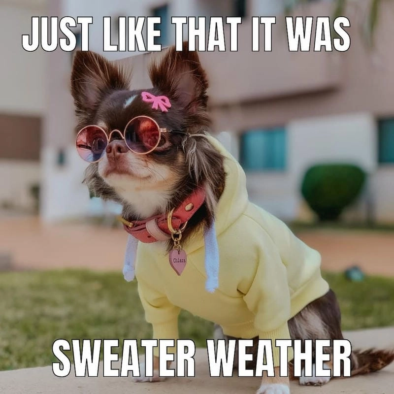 Tìm hiểu Sức hút của meme chó Chihuahua