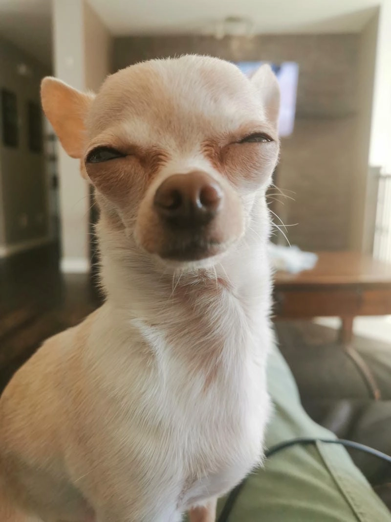 Cùng cười với những hình chihuahua meme dễ thương