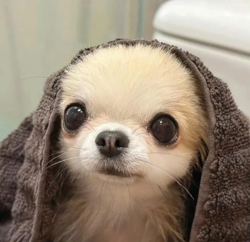 Lạc lối trong thế giới caption chihuahua meme