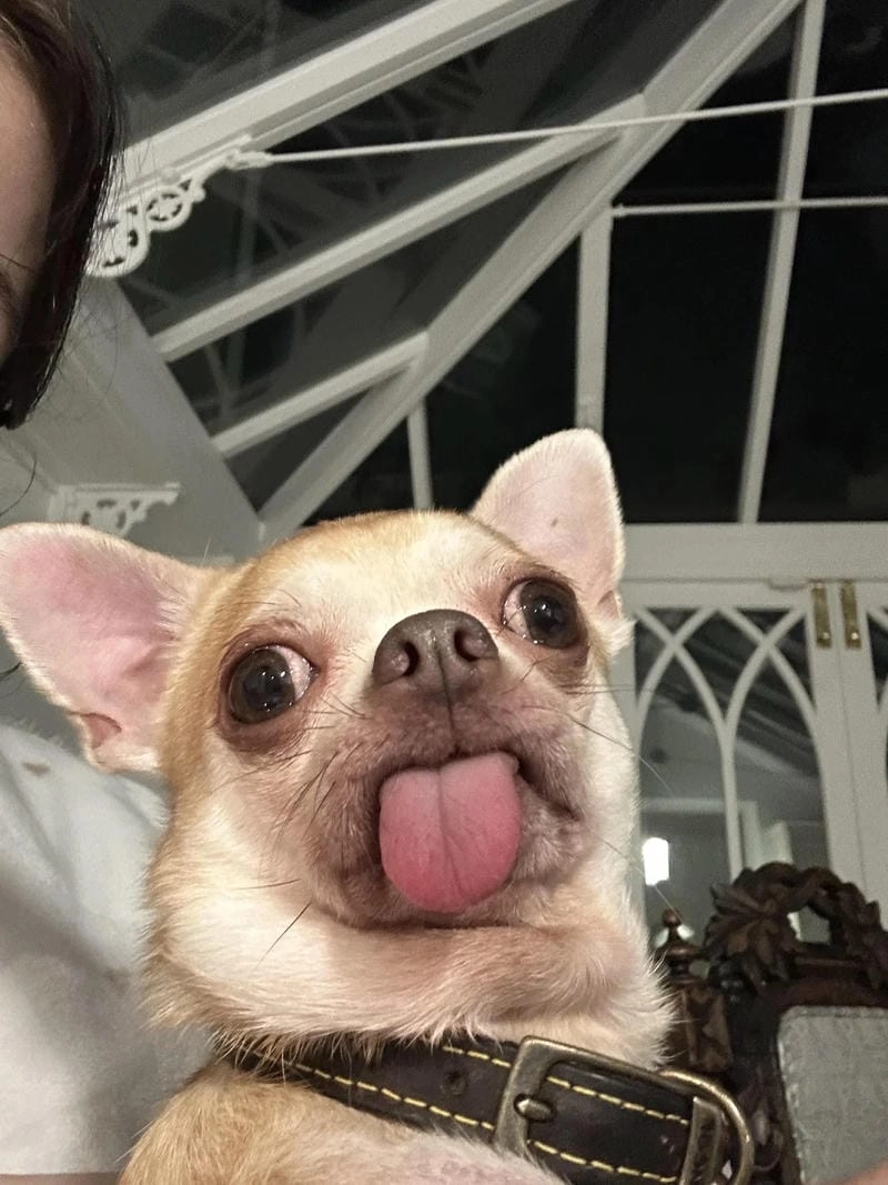 Thức dậy cùng những hình chihuahua meme viral