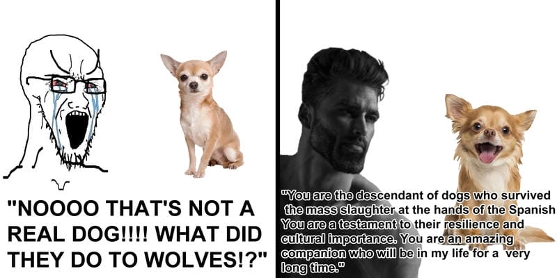 Cười sảng với chihuahua meme funny