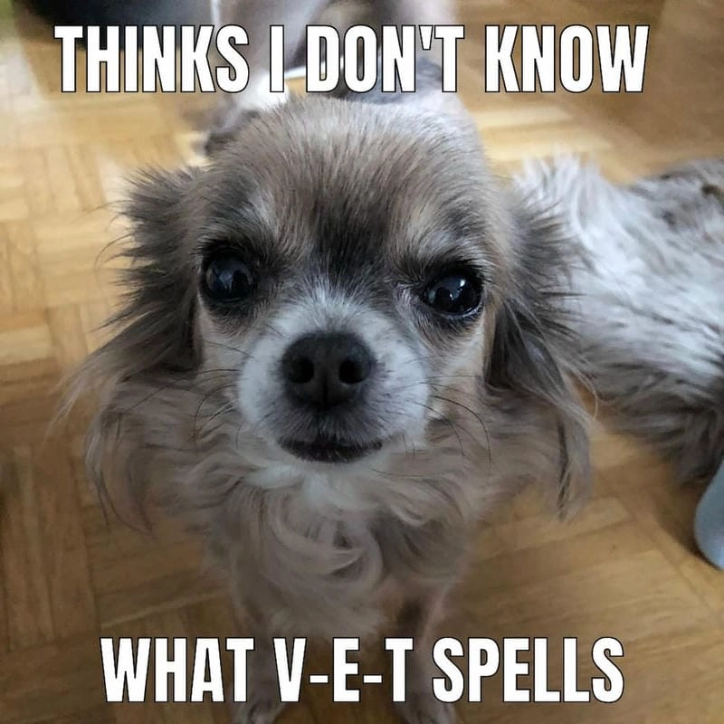 Gợi ý những bức chihuahua meme chế
