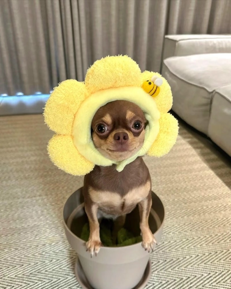 Sưu tầm những bức chihuahua meme tiếng Anh