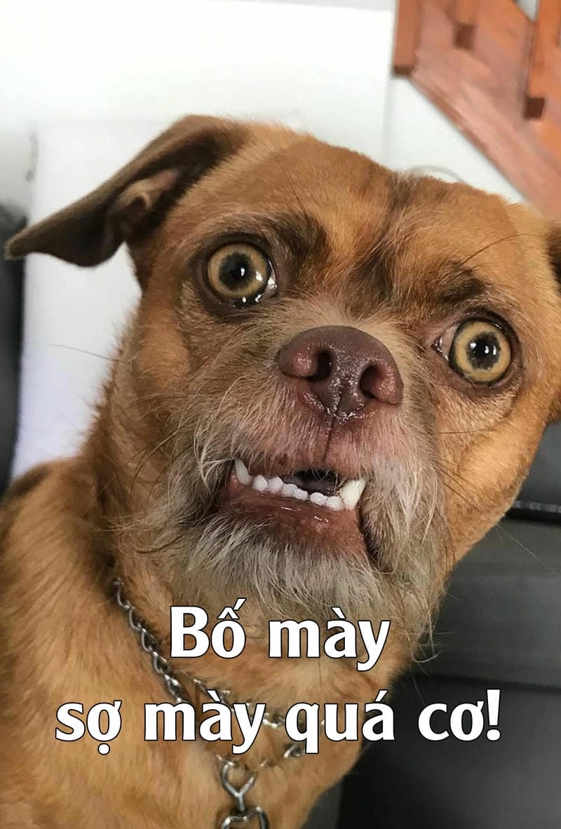 Cùng du ngoạn meme chó mới nhất