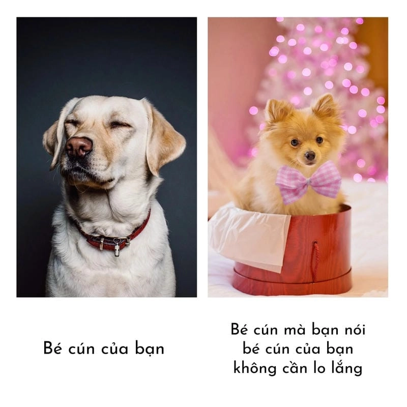 Ngắm nhìn vẻ đẹp meme chó ngầu