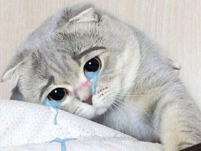 Khám phá những bức crying cat meme funny