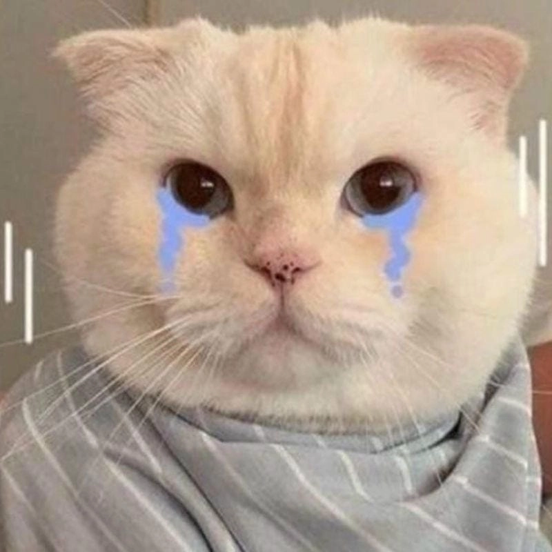 Lạc lối trong crying cat meme trending
