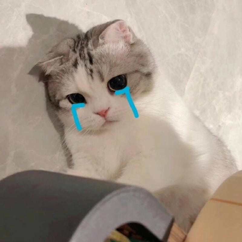 Cùng cười với những hình crying cat meme sad