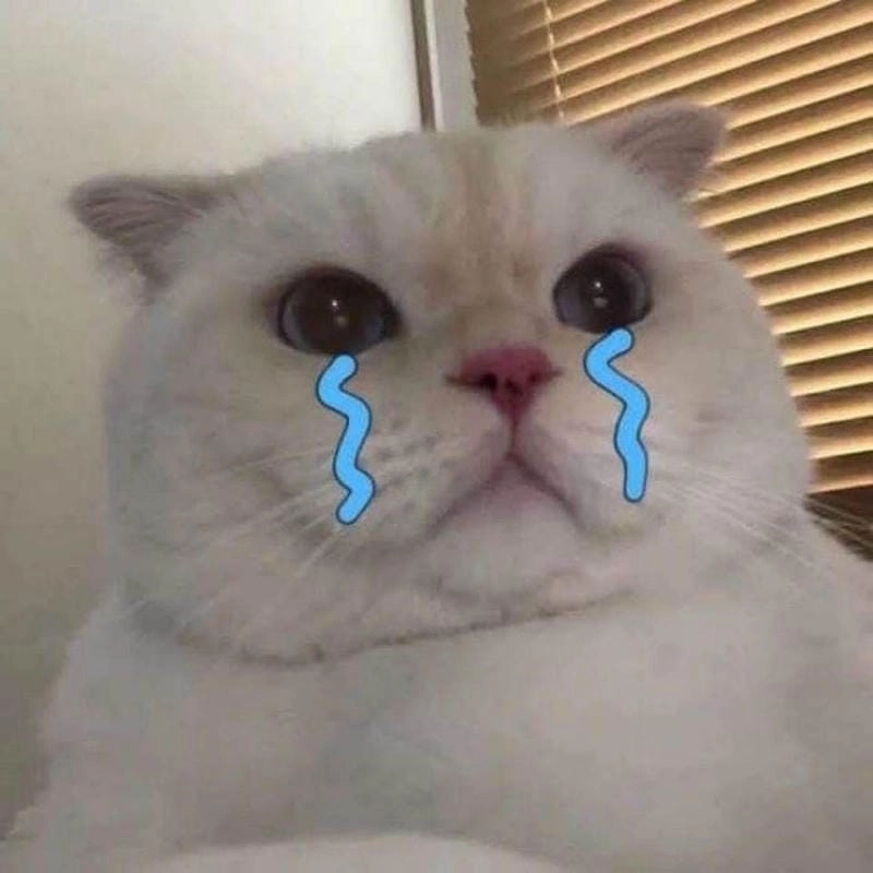 Gợi ý những bức crying cat meme cute