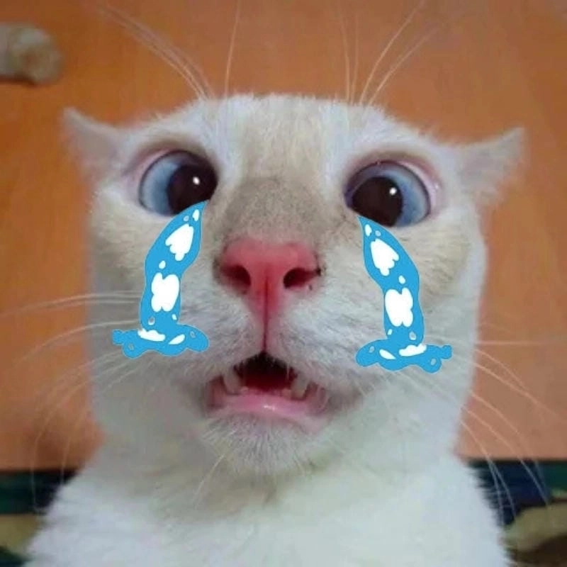 Ngắm nhìn vẻ đẹp crying cat meme aesthetic