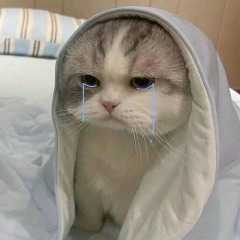 Sưu tầm những bức crying cat meme popular