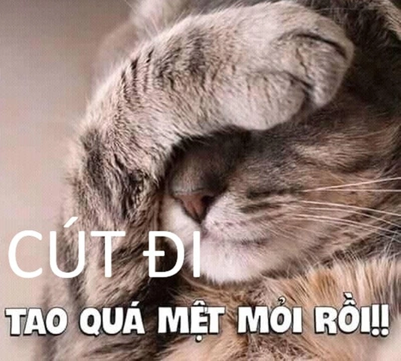 Tìm hiểu Sức hút của meme cút