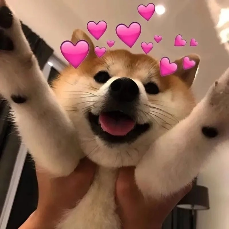 Khám phá những bức ảnh cute meme hài hước