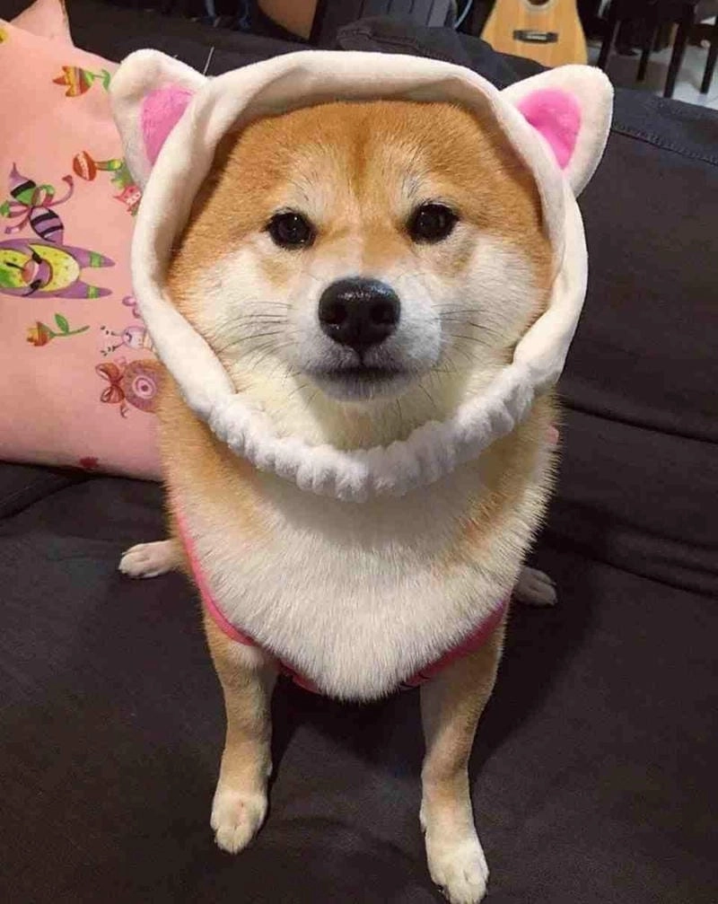 Săn lùng những khoảnh khắc meme cute dễ thương