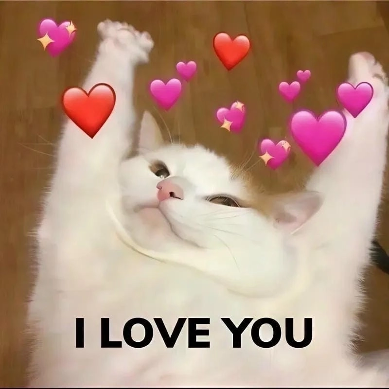 Thức dậy cùng những hình meme cute vui nhộn